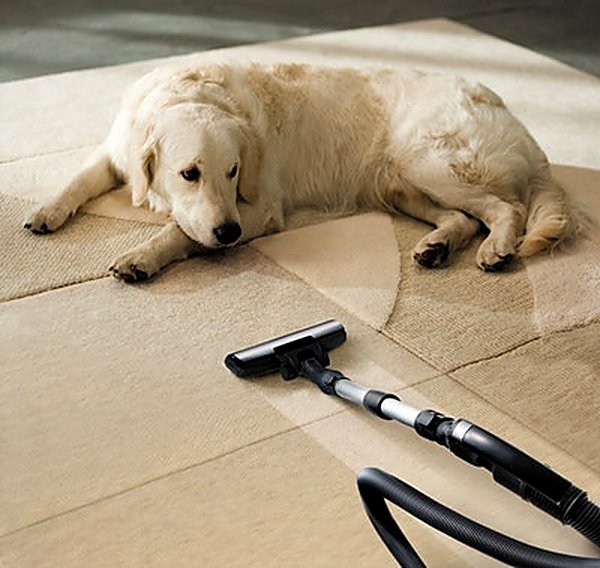 Pet Stain & Odor in Fishers, IN